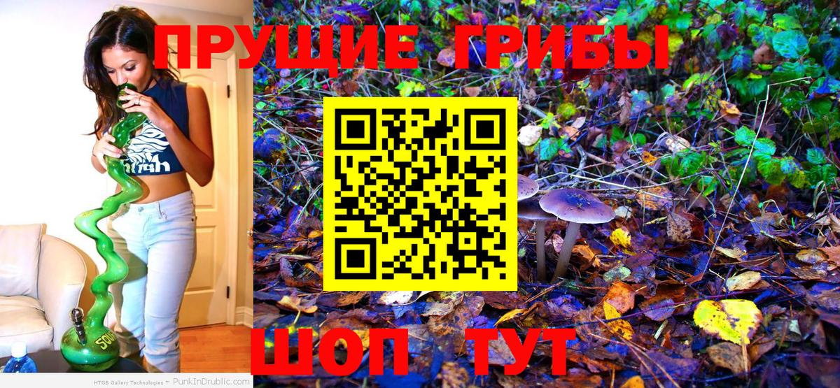 Псилоцибиновые грибы Psilocybe Саянск